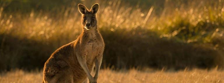 banner australia 2022 06 24 15 12 11