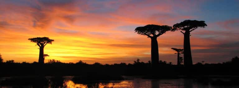 oferta madagascar 2020 01 17 12 23 00